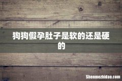 狗狗假孕肚子是软的还是硬的