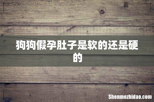 狗狗假孕肚子是软的还是硬的