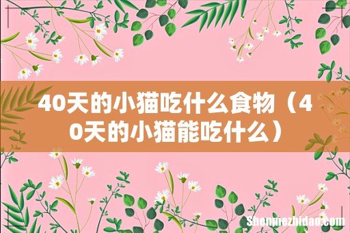 40天的小猫能吃什么 40天的小猫吃什么食物