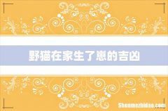 野猫在家生了崽的吉凶