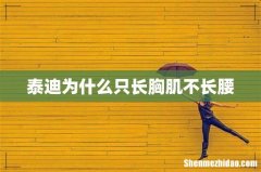 泰迪为什么只长胸肌不长腰