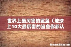 地球上10大最厉害的鲨鱼你都认识吗 世界上最厉害的鲨鱼
