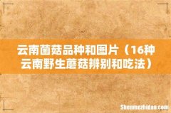 16种云南野生蘑菇辨别和吃法 云南菌菇品种和图片