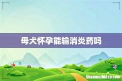 母犬怀孕能输消炎药吗
