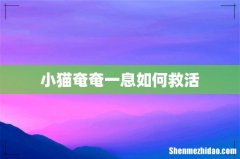 小猫奄奄一息如何救活