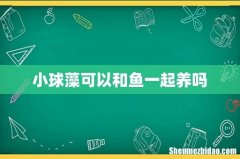 小球藻可以和鱼一起养吗