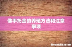 佛手托金的养殖方法和注意事项
