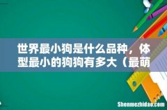 最萌排名 世界最小狗是什么品种，体型最小的狗狗有多大