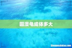 圆澳龟成体多大