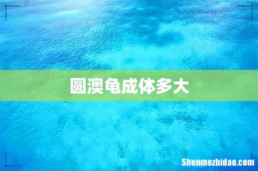 圆澳龟成体多大