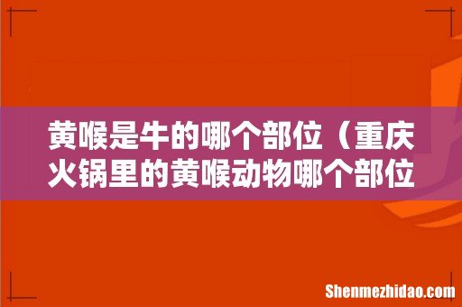 重庆火锅里的黄喉动物哪个部位 黄喉是牛的哪个部位