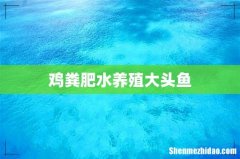鸡粪肥水养殖大头鱼