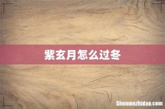 紫玄月怎么过冬