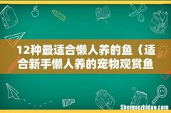 适合新手懒人养的宠物观赏鱼品种 12种最适合懒人养的鱼