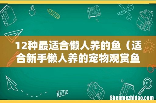 适合新手懒人养的宠物观赏鱼品种 12种最适合懒人养的鱼