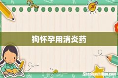 狗怀孕用消炎药