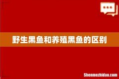 野生黑鱼和养殖黑鱼的区别