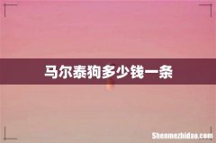 马尔泰狗多少钱一条