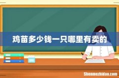 鸡苗多少钱一只哪里有卖的