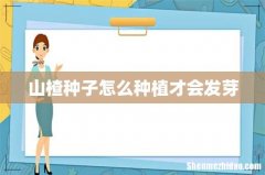 山楂种子怎么种植才会发芽
