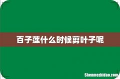 百子莲什么时候剪叶子呢