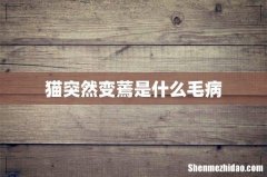猫突然变蔫是什么毛病