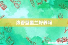 浓香型墨兰好养吗