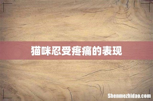 猫咪忍受疼痛的表现
