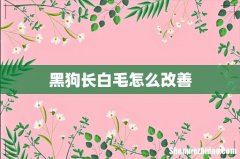 黑狗长白毛怎么改善