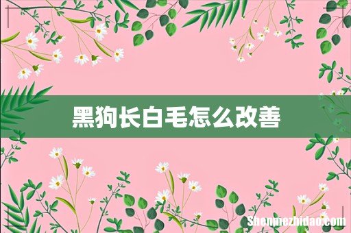 黑狗长白毛怎么改善