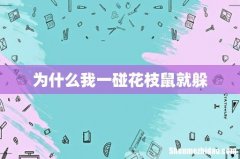 为什么我一碰花枝鼠就躲