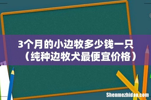 纯种边牧犬最便宜价格 3个月的小边牧多少钱一只