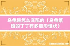 乌龟繁殖的丁丁有多奇形怪状 乌龟是怎么交配的