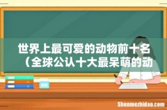全球公认十大最呆萌的动物 世界上最可爱的动物前十名