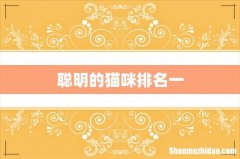 聪明的猫咪排名一