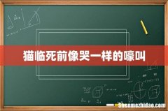 猫临死前像哭一样的嚎叫