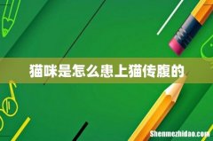 猫咪是怎么患上猫传腹的