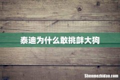 泰迪为什么敢挑衅大狗