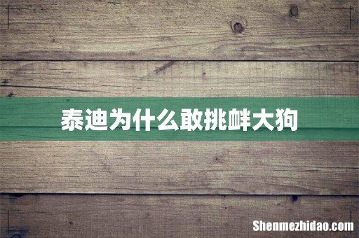 泰迪为什么敢挑衅大狗