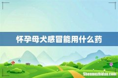 怀孕母犬感冒能用什么药