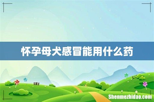 怀孕母犬感冒能用什么药