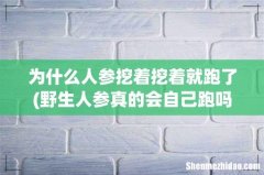 野生人参真的会自己跑吗？有没有什么科学依据？ 为什么人参挖着挖着就跑了