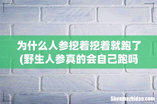 野生人参真的会自己跑吗?有没有什么科学依据? 为什么人参挖着挖着就跑了