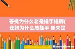 苍蝇为什么总搓手 原来是这么一回事 苍蝇为什么老是搓手搓脚
