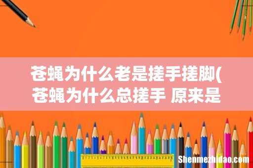 苍蝇为什么总搓手 原来是这么一回事 苍蝇为什么老是搓手搓脚