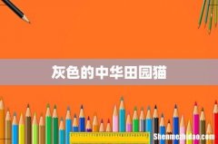 灰色的中华田园猫