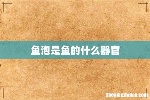 鱼泡是鱼的什么器官