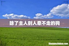 除了主人别人牵不走的狗