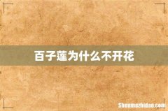 百子莲为什么不开花