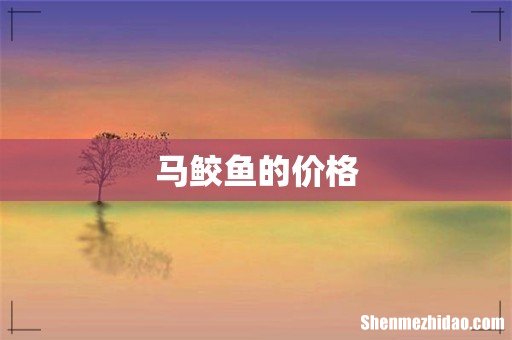 马鲛鱼的价格